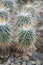 Royal Cross, Mammillaria karwinskianaÂ subs. nejapensis, Mexican cactuses